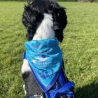 Dog Bandana wearing. 2