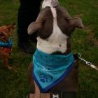 Dog Bandana wearing