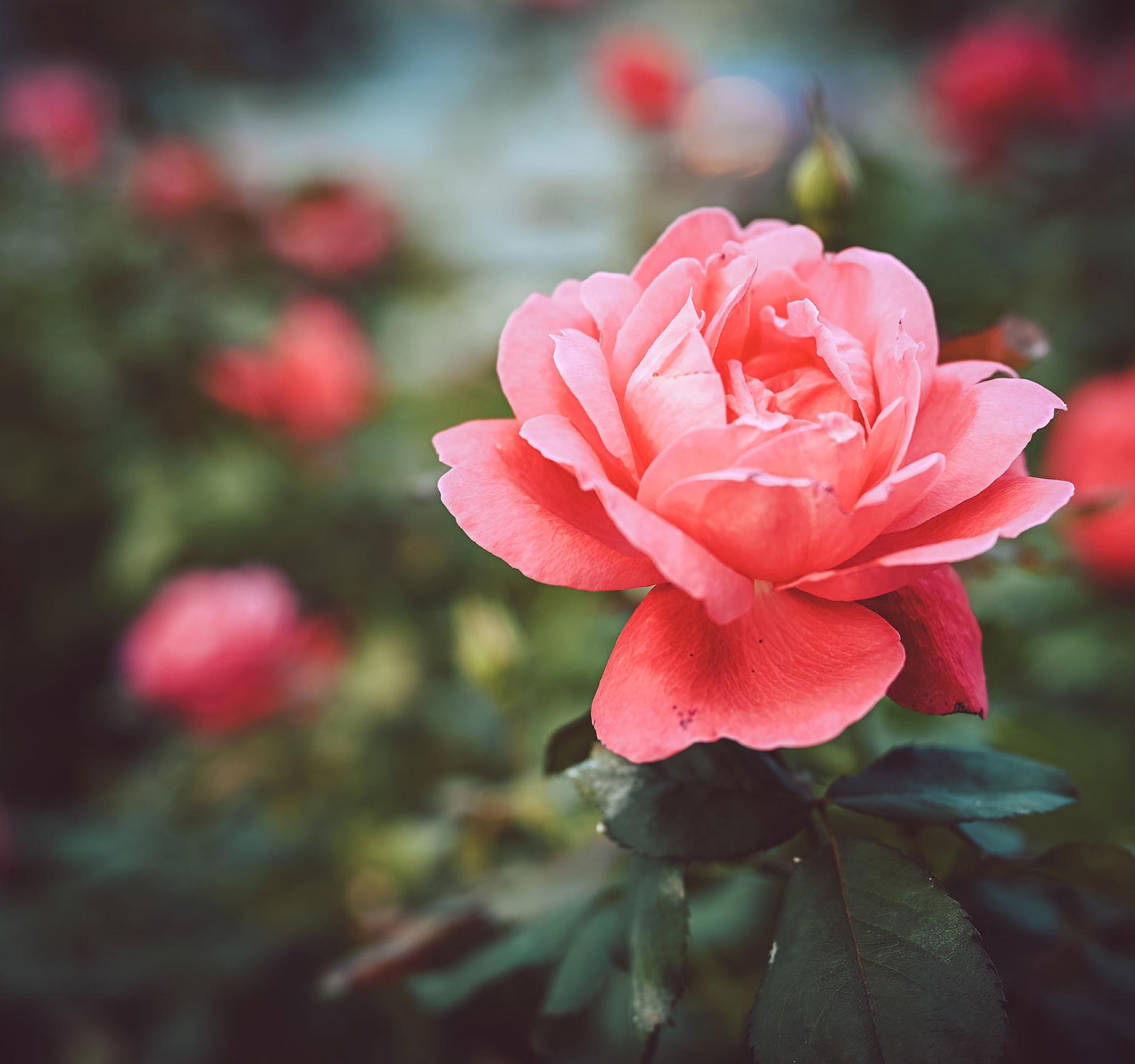 Close-up of a vibrant pink rose in a garden.