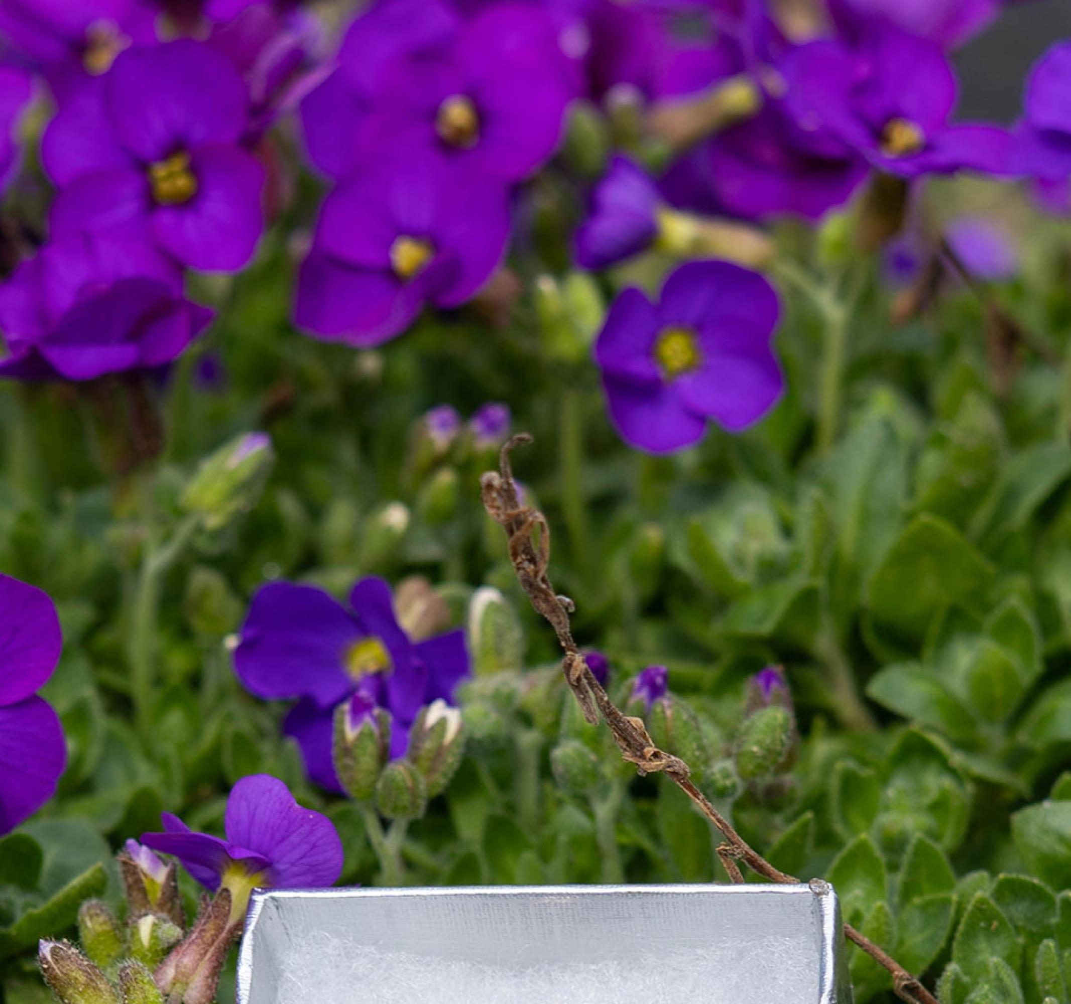 Blue and white "thank you" pin in a silver box on stone, with purple flowers in background.