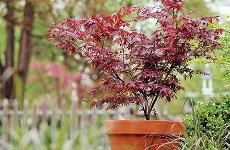 Japanese maple plant in pot outside
