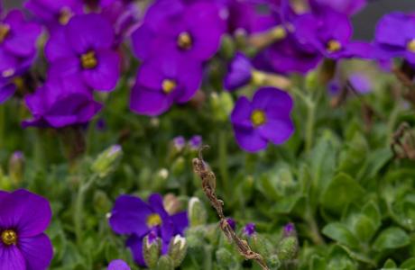 Blue and white "thank you" pin in a silver box on stone, with purple flowers in background.