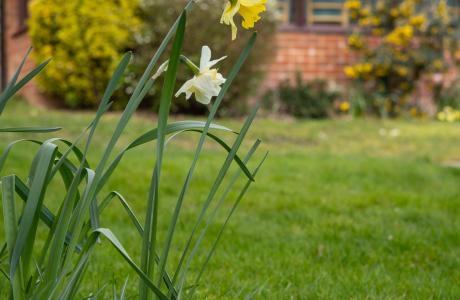 Daffodil flower in bloom
