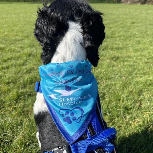 Dog Bandana wearing. 2
