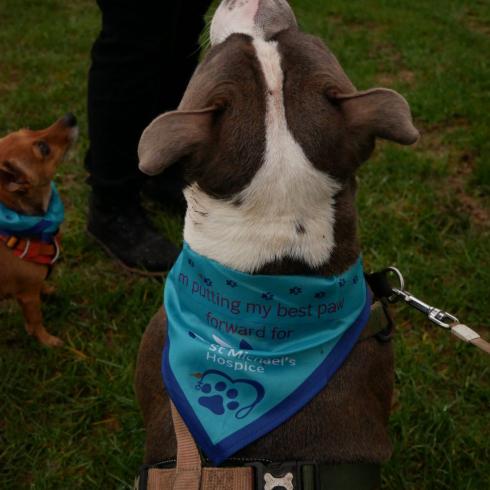 Dog Bandana wearing