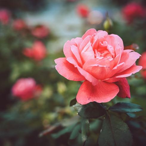 Close-up of a vibrant pink rose in a garden.