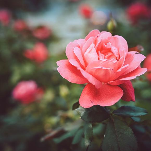 Close-up of a vibrant pink rose in a garden.