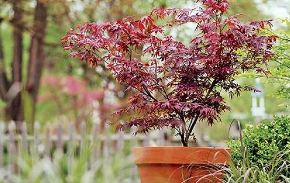 Japanese maple plant in pot outside