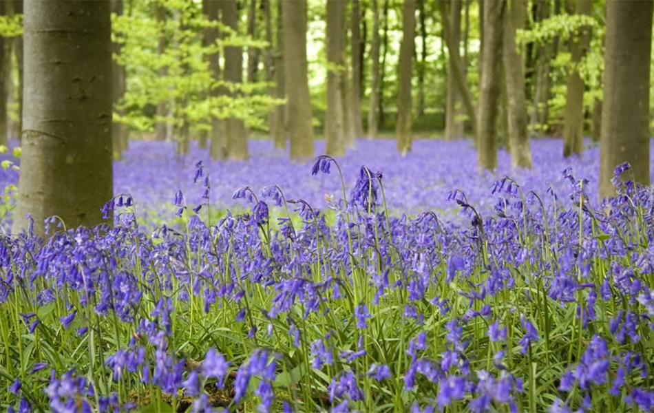 Vibrant purple bluebells carpet a forest floor with tall tree trunks and green leaves.