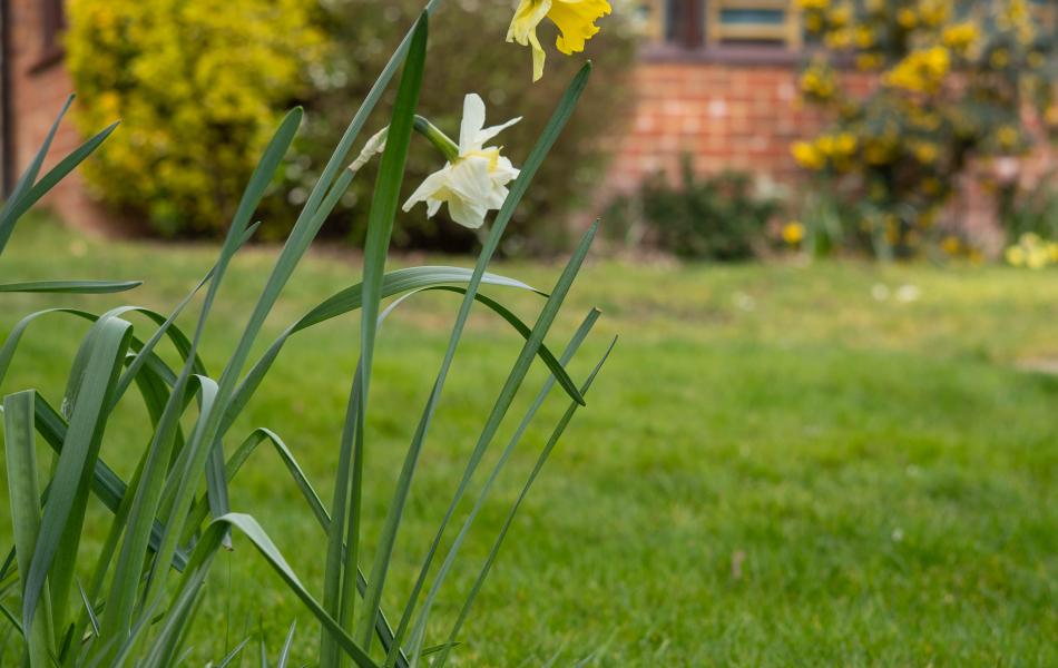 Daffodil flower in bloom