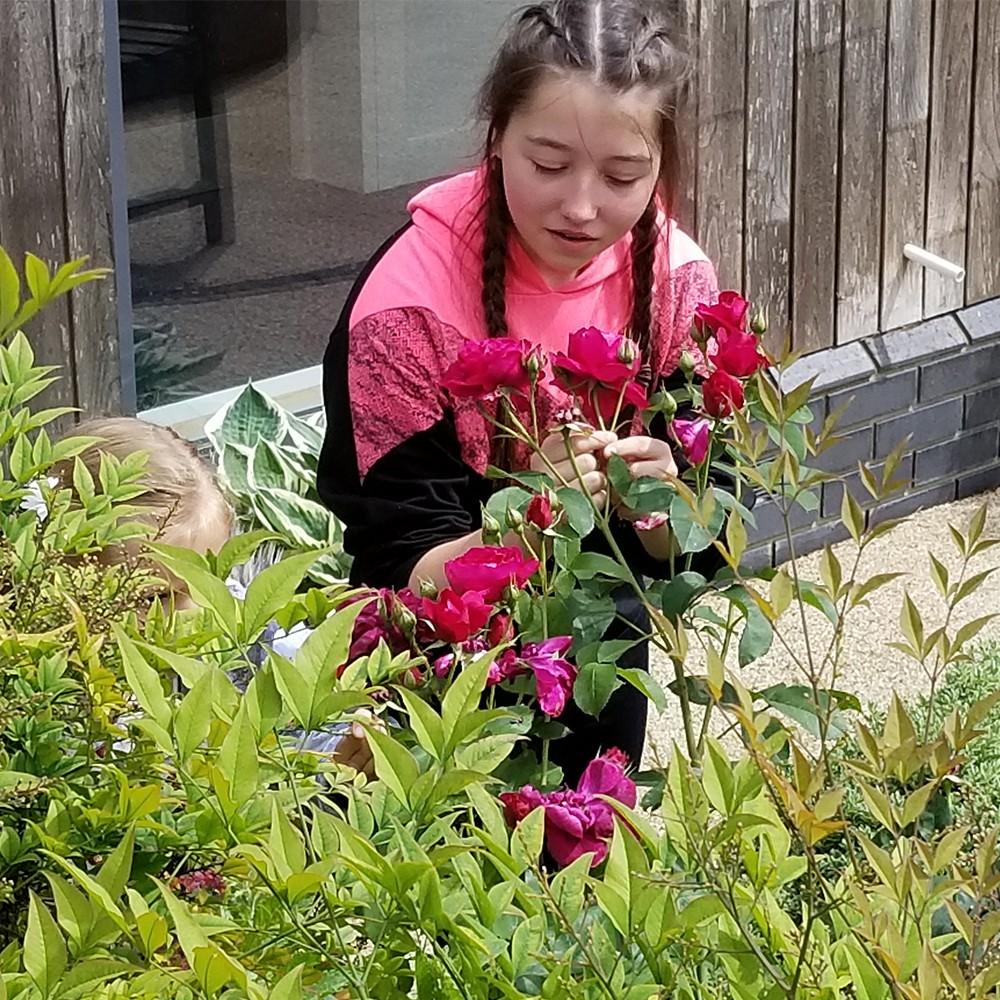 Young girl with braided hair tending to red roses in a garden.