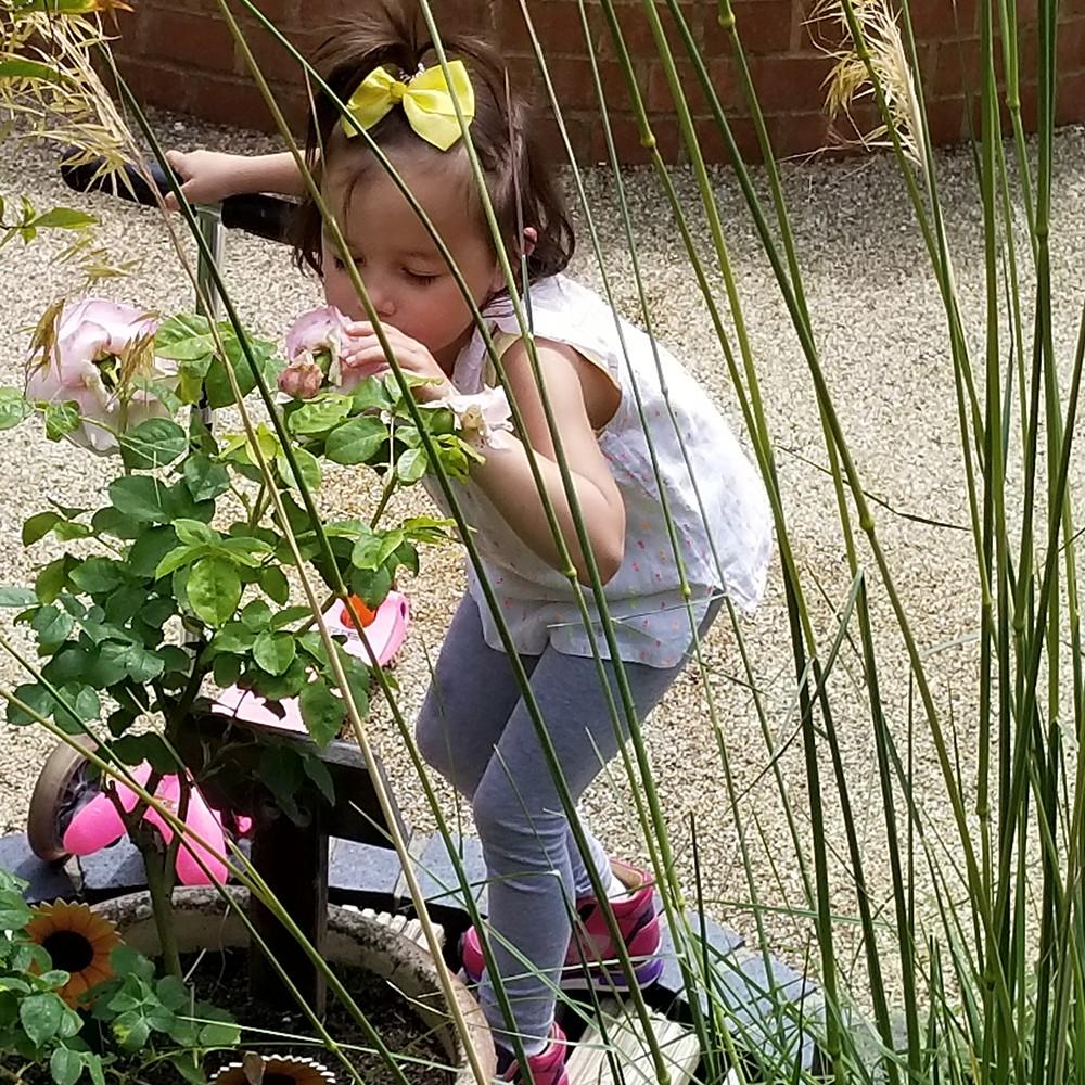 Little girl with yellow bow smells a pink rose in a garden.