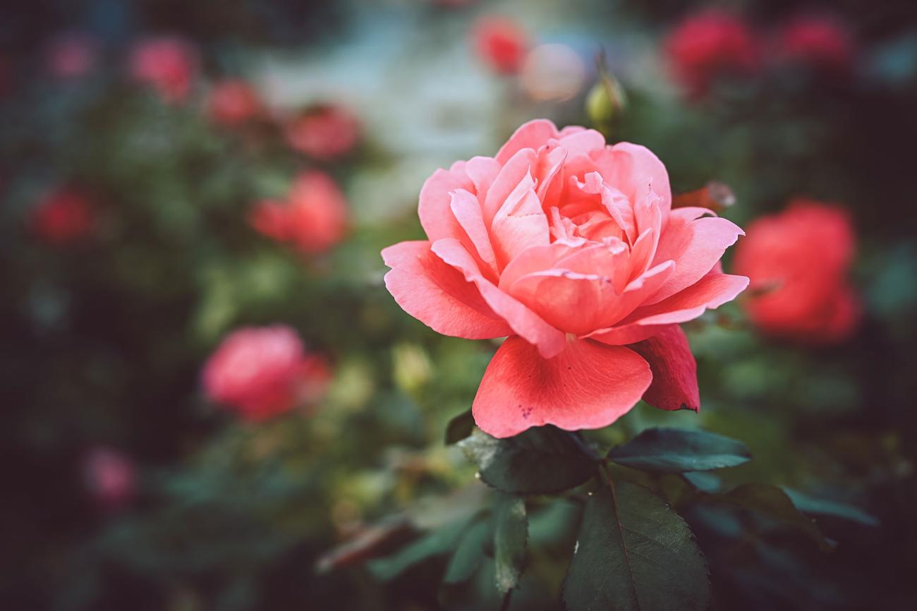 Close-up of a vibrant pink rose in a garden.
