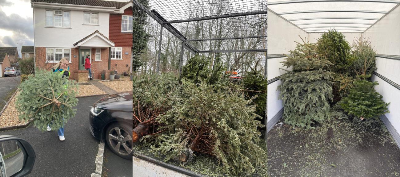 Photograph showing Christmas tree collection: people carrying a tree, then piles on a trailer and inside a truck.