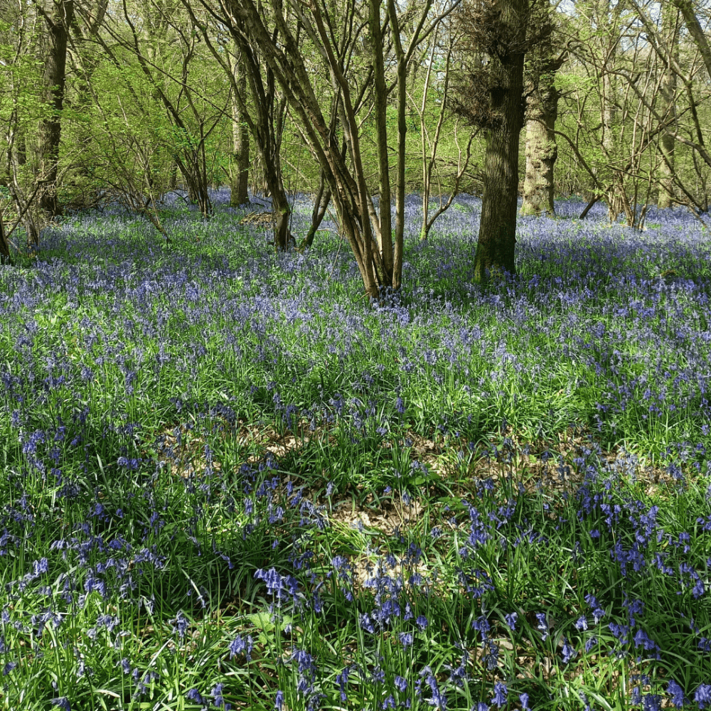 Image of a woodland with lots of bluebells