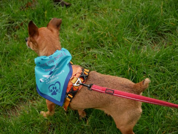 Dog Bandana - Image 3