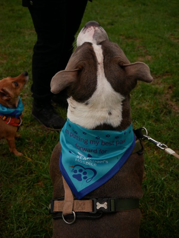 Dog Bandana - Image 4
